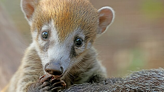 V plzeňské zoo se narodila trojčata nosálů bělohubých.