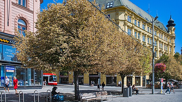 Vlivem přetrvávajících veder a sucha usychají stromy na náměstí Svobody v centru Brna. (13. srpna 2026)