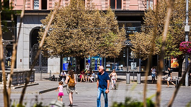 Letošní vlna horka a nedostatek srážek způsobily na městské zeleni v Brně její nejhorší stav za posledních 40 let. Na snímku stromy na náměstí Svobody v centru Brna. (13. srpna 2026)