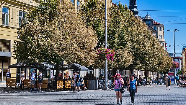 Stromy při letošní vlně veder a nedostatku srážek trpí extrémním vysycháním a nadměrným prohříváním půdy i ve večerních hodinách. Na snímku stromy na náměstí Svobody v centru Brna. (13. srpna 2026)
