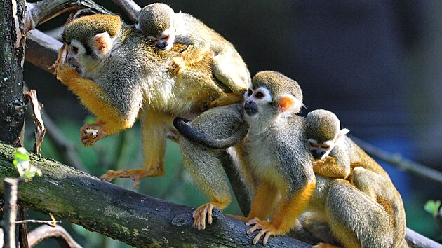 Ve zl&iacute;nsk&eacute; zoo odchovali dvě ml&aacute;ďata kotulů veverovit&yacute;ch. (srpen 2026)