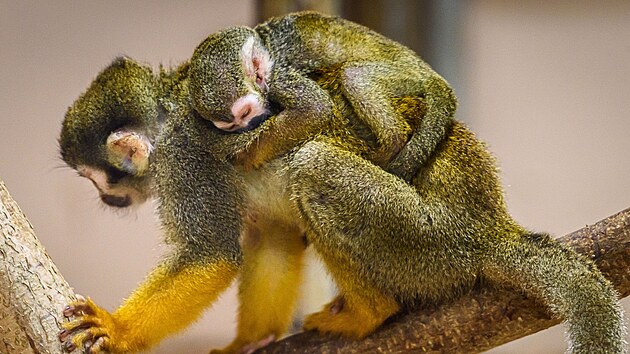 Ve zl&iacute;nsk&eacute; zoo odchovali dvě ml&aacute;ďata kotulů veverovit&yacute;ch. (srpen 2026)