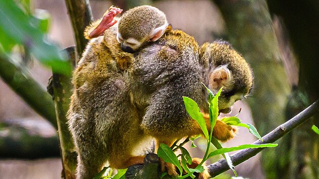 Ve zl&iacute;nsk&eacute; zoo odchovali dvě ml&aacute;ďata kotulů veverovit&yacute;ch. (srpen 2026)