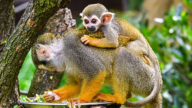 Ve zl&iacute;nsk&eacute; zoo odchovali dvě ml&aacute;ďata kotulů veverovit&yacute;ch. (srpen 2026)
