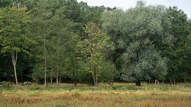 Lesní rybníky Horní a Dolní Truhličky u Lázní Bohdaneč. Lokalitu několik desetiletí nikdo pravidelně neudržoval, postupně zarostla náletovými dřevinami a rákosem.