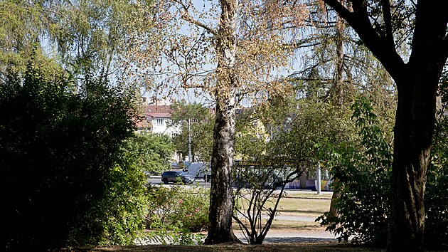 Dlouhotrvaj&iacute;c&iacute; sucho způsobilo, že v plzeňsk&yacute;ch parc&iacute;ch zač&iacute;naj&iacute; usychat stromy, hlavně bř&iacute;zy, ale i křoviny a tr&aacute;va. Na sn&iacute;mku park na Homolce. (14. srpna 2026)