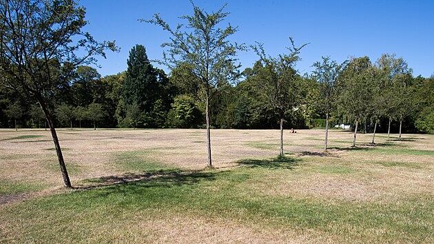 Dlouhotrvaj&iacute;c&iacute; sucho způsobilo, že v plzeňsk&yacute;ch parc&iacute;ch zač&iacute;naj&iacute; usychat stromy, hlavně bř&iacute;zy, ale i křoviny a tr&aacute;va. Na sn&iacute;mku park na Homolce. (14. srpna 2026)