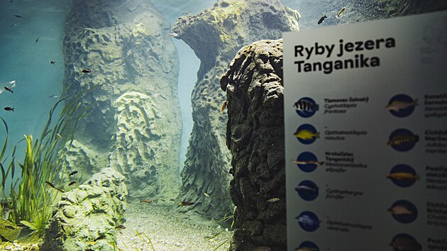 Stavba nového pavilonu akvárií vyšla Zoo Hodonín zhruba na 69 milionů korun. (25. srpna 2026)