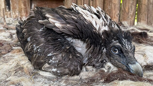 Orlosup bradatý ještě v péči chovatelů v ostravské zoologické zahradě. Boev poté i prospíval ve volné přírodě. Než do jeho života drasticky zasáhl člověk. (rok 2025)