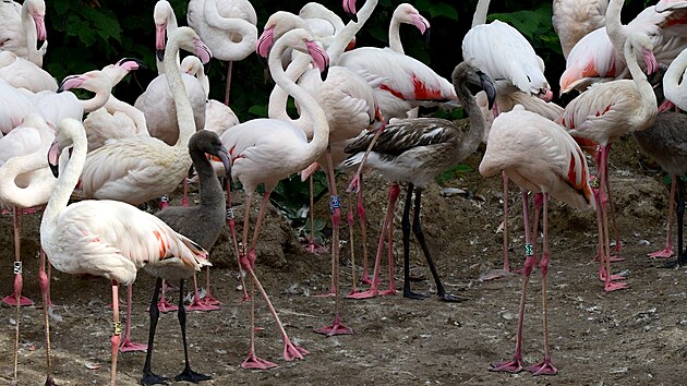 V olomoucké zoo je v hejnu plameňáků k vidění i sedm letošních mláďat. Zatím moc nepřipomínají vzhledem ptáky, jimiž se stanou v dospělosti, neboť jejich tělo pokrývá šedé prachové peří.