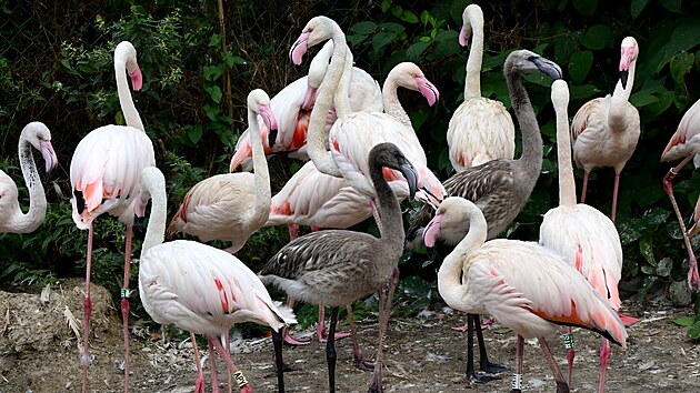 V olomoucké zoo je v hejnu plameňáků k vidění i sedm letošních mláďat. Zatím moc nepřipomínají vzhledem ptáky, jimiž se stanou v dospělosti, neboť jejich tělo pokrývá šedé prachové peří.