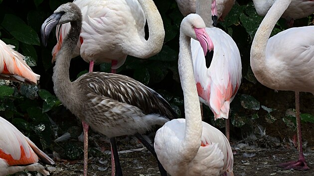 V olomoucké zoo je v hejnu plameňáků k vidění i sedm letošních mláďat. Zatím moc nepřipomínají vzhledem ptáky, jimiž se stanou v dospělosti, neboť jejich tělo pokrývá šedé prachové peří.