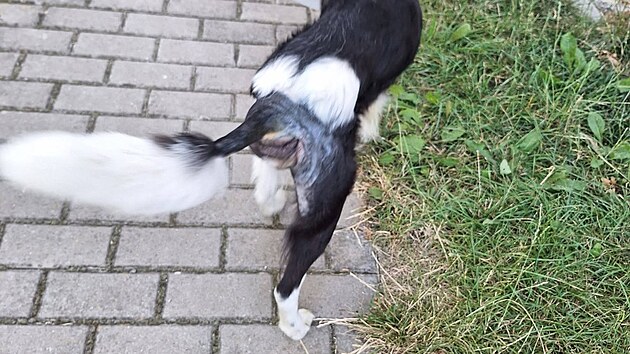 Míša absolvoval jednu operaci, další zákrok ho ještě čeká.