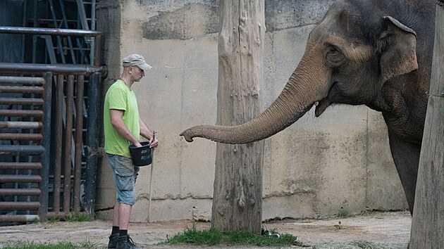 Z liberecké zoo odjela slonice Bala. (30. srpna 2026)