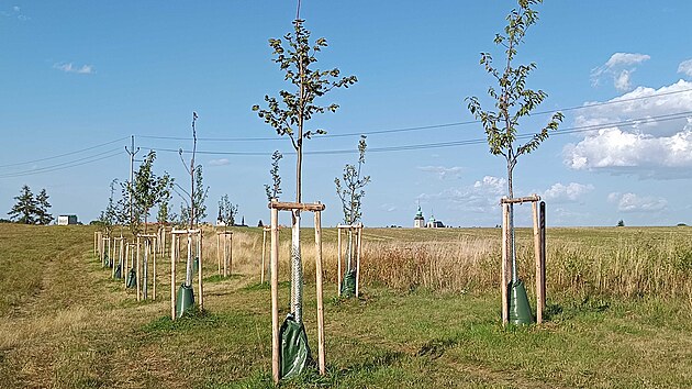 Mladé stromky v aleji na Skalce jsou vysazeny v pravidelných rozestupech a v prvních letech růstu jsou chráněny před zvěří a suchem. (8. září 2026)