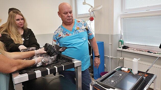 Veterinář Roman Zedek vyšetřuje pomocí nového ultrazvuku v Psím útulku Ostrava-Třebovice. Špičkový přístroj pomůže lékařům přesněji odhalovat zdravotní problémy a zlepší péči o opuštěná zvířata. (14. září 2026)