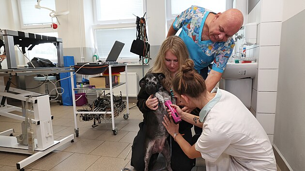 Veterinář Roman Zedek vyšetřuje pomocí nového ultrazvuku v Psím útulku Ostrava-Třebovice. Špičkový přístroj pomůže lékařům přesněji odhalovat zdravotní problémy a zlepší péči o opuštěná zvířata. (14. září 2026)