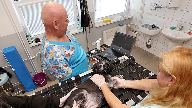 Veterinář Roman Zedek vyšetřuje pomocí nového ultrazvuku v Psím útulku Ostrava-Třebovice. Špičkový přístroj pomůže lékařům přesněji odhalovat zdravotní problémy a zlepší péči o opuštěná zvířata. (14. září 2026)