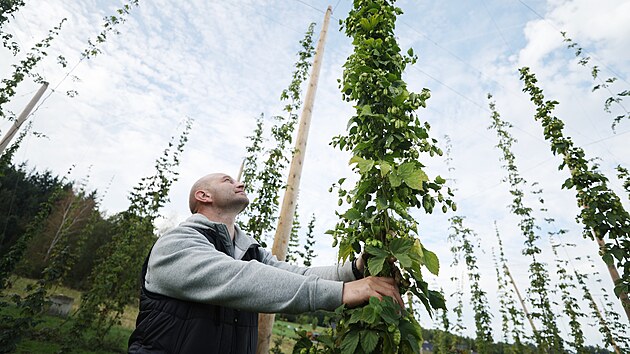 V první fázi pracovníci Bernardu strhávají rostliny a přenáší je na jednotlivá stanoviště, rozdělená vždy podle druhu chmele. Těch pěstuje pivovar celkem šest.