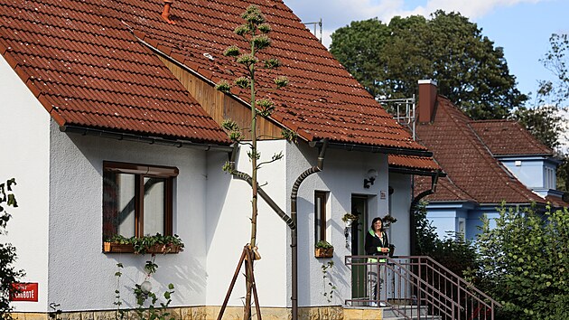 Skoro vy&scaron;&scaron;&iacute;, než dům, je ag&aacute;ve, kter&aacute; vykvetla v zahradě a&scaron;sk&eacute;ho pěstitele Karla Dubitzk&eacute;ho.