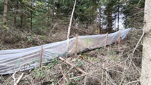 Igelitové bariéry v lesích na pomezí Svitavska a Mohelnicka lemují budoucí trasu dálnice D35. Mají zabránit obojživelníkům a plazům, aby se dostali do míst, kde se bude stavět. (29. září 2026)