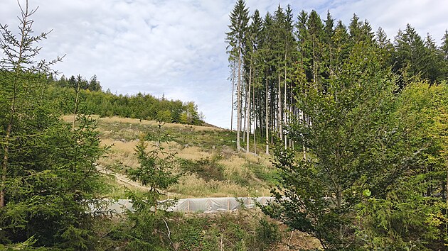 Igelitové bariéry v lesích na pomezí Svitavska a Mohelnicka lemují budoucí trasu dálnice D35. Mají zabránit obojživelníkům a plazům, aby se dostali do míst, kde se bude stavět. (29. září 2026)