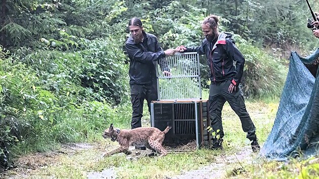 Samice Lotta při vypouštění do volné přírody Krušných hor (2026)
