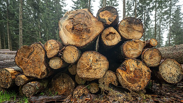 Kůrovcová lokalita mezi Strážným a Špindlerovým Mlýnem (21. září 2026)