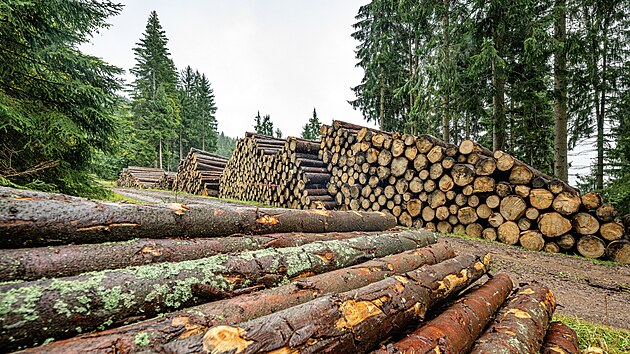 Kůrovcová lokalita mezi Strážným a Špindlerovým Mlýnem (21. září 2026)