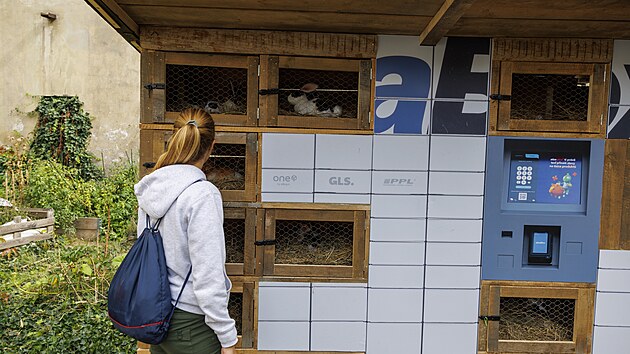 V komunitní zahradě brněnské Káznice přibyla v rámci festivalu Faktor K nová umělecká instalace Králíkárna. Dílo Pavla Karouse, které proměnilo výdejní box v králíkárnu, má přimět k zamyšlení nad proměnou veřejného prostoru, způsobem zásobování i rostoucím vlivem velkých korporací. (23. září 2026)