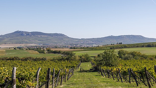 Vinařstv&iacute; Ch&acirc;teau Valtice m&aacute; někter&eacute; sv&eacute; vinice kousek od P&aacute;lavy. (30. z&aacute;ř&iacute; 2026)