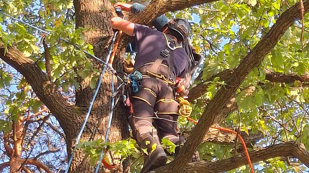 Paraglidista uvázl u Hranic na Přerovsku na stromě, z patnáctimetrové výšky ho museli sundat hasiči.