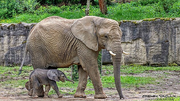 Slonice Kala s mládětem Zyqarrim patřili k největším atrakcím zlínské zoo. (2021)