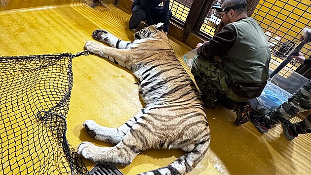 Veterináři ošetřili samci tygra ussurijského z plzeňské zoo dva špičáky. (6. října 2026)