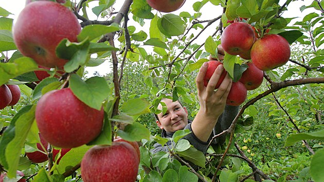 Ovocnáři ve Zlínské kraji letos sklízejí oproti běžným rokům výrazně slabší úrodu jablek. Na vině je počasí. (říjen 2026)