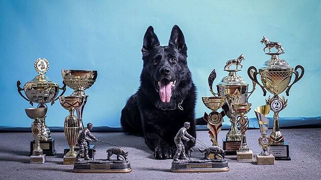 Policejn&iacute; pes Umpalumpa se sv&yacute;mi oceněn&iacute;mi, jež z&iacute;skal během sv&eacute; pracovn&iacute; kari&eacute;ry. (Ř&iacute;jen 2026)