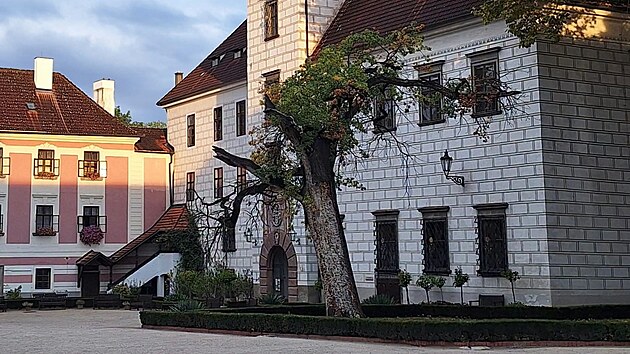 Třeboňský zámek přišel o dub na velkém nádvoří. „O půlnoci se samovolně zřítil. Jeho stáří odborníci odhadují na 260 až 280 let. Ve spolupráci s CHKO řešíme, jak naložit s kmenem,“ napsali k smutné události zástupci zámku.