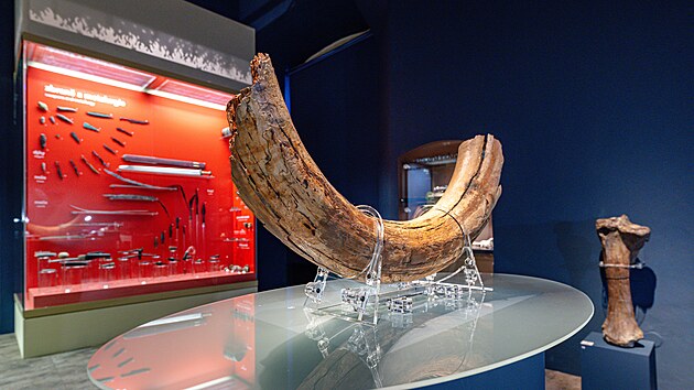 Mamutí kel na archeologické expozici Pardubicko v pravěku (16. října 2026)