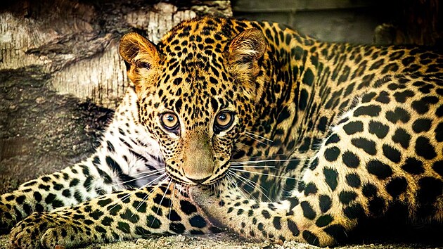 Levhart cejlonský v ostravské zoo.