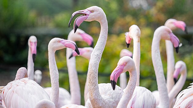 Plameňák růžový v olomoucké zoologické zahradě (3. září 2026)