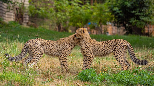 Mezi zvířaty chovanými v olomoucké zoo jsou také gepardi štíhlí. (3. září 2026)
