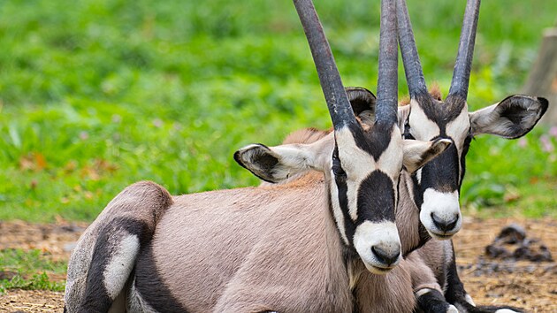 Oryx jihoafrický v Zoo Olomouc (3. září 2026)