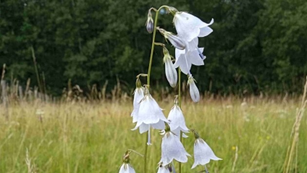 Zvonovec liliolist&yacute;.