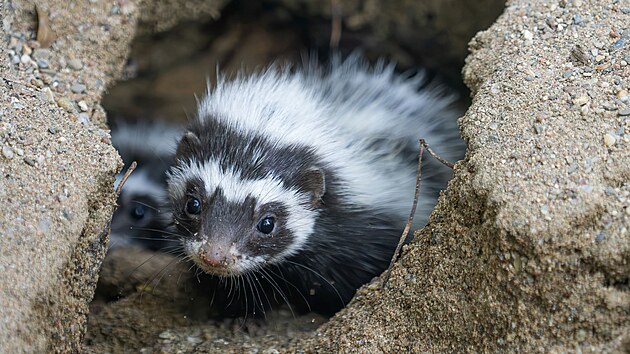 Zorily mal&eacute; patř&iacute; mezi leto&scaron;n&iacute; novinky olomouck&eacute; zoologick&eacute; zahrady.