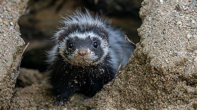 Zorily mal&eacute; patř&iacute; mezi leto&scaron;n&iacute; novinky olomouck&eacute; zoologick&eacute; zahrady.