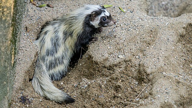 Zorily mal&eacute; patř&iacute; mezi leto&scaron;n&iacute; novinky olomouck&eacute; zoologick&eacute; zahrady.
