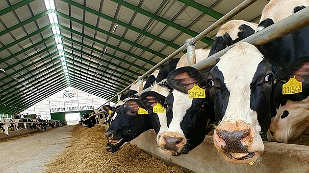 Skot chovaný Zemědělským družstvem Unčovice (duben 2021)