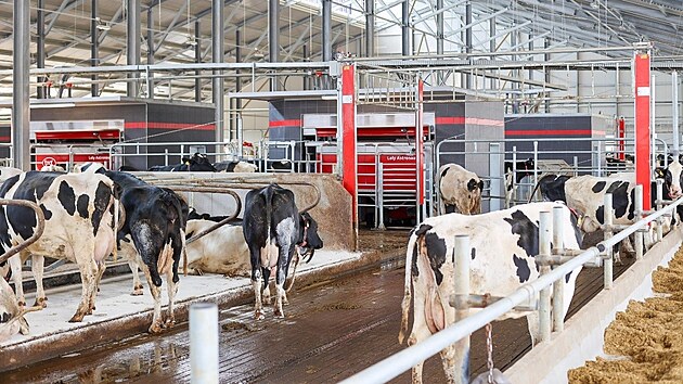 Pro svůj skot vybudovalo Zemědělské družstvo Unčovice moderní kravín v Příkazech na Olomoucku, nyní připravuje i nový typ robotické farmy se systémem Batchmilking, kdy se krávy dojí v organizovaných skupinách a v určených časech. Ilustrační foto.