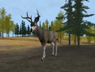 Deer hunter 2004