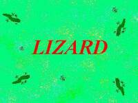 Lizard